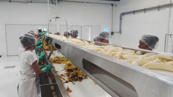 Colima Processors / Mexico: banana peeling