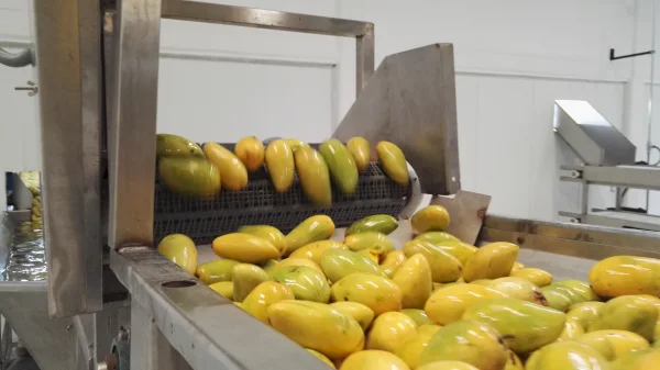 Colima Processors / Mexico: mango processing