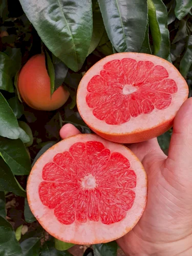 Nkwaleni Processors / South Africa: red grapefruit (Star Ruby)