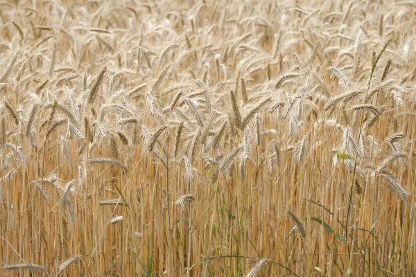 Wheat 2021